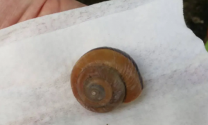 哪种蜗牛最适合懒人养？ 几种常见宠物蜗牛测评