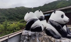 保护大熊猫，做好这些事至关重要！