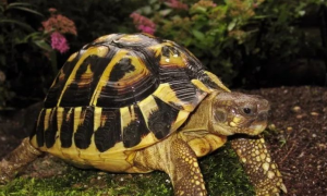赫曼陆龟是几级保护动物