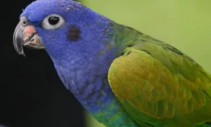 蓝头鹦鹉是什么品种