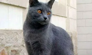 卡尔特猫是蓝猫吗
