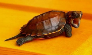 锯缘龟是国家几级保护动物