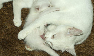 母猫怀孕多久生小猫