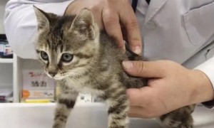 小猫几个月打疫苗