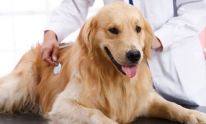 怎么判断狗狗有没有胰腺炎