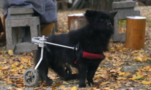 小狗后腿残疾，装了“双轮车”后照样看门护院！