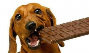 狗狗吃巧克力的危害