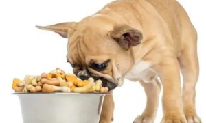 狗狗可以吃饼干吗