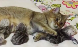 猫妈妈一窝产下4只小猫，照顾起来手忙脚乱，摊在床上一脸嫌弃