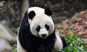 大熊猫的生存环境，你了解多少？
