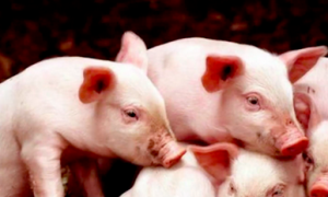 猪圆环病毒病有哪些危害？