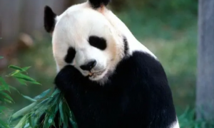 甘肃大熊猫栖息地生态改善 野生大熊猫活动密集