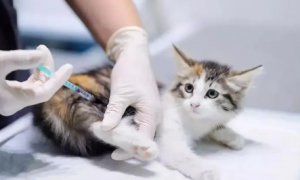 小猫什么时候可以打疫苗