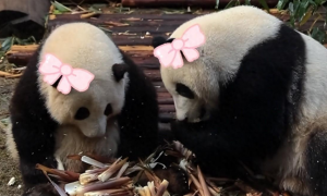 大熊猫“和叶”原来是“妹妹”！大熊猫的性别为何难以分辨→