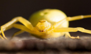 全身淡黄颜色的蜘蛛很小图片