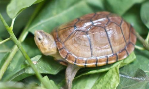蝎泽龟和白唇蛋龟区别