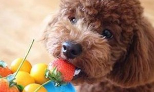 狗狗能吃草莓吗泰迪