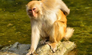 北京哪里有宠物猴子买