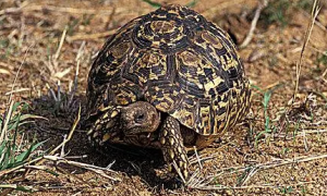 肯尼亚龟能长多大