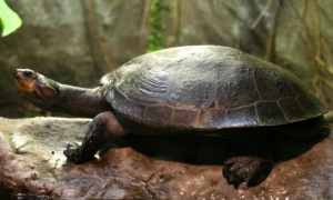 肯尼亚侧颈龟成体多大可以繁殖