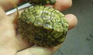 小青龟长多大