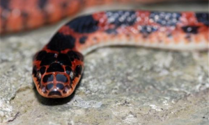 红花蛇是什么蛇