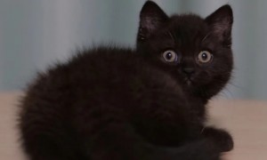 黑色英短猫多少钱一只