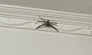 房间有蜘蛛怎么办能除根