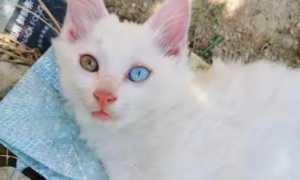 一只眼睛两种颜色异瞳猫