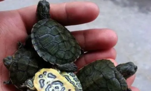 巴西龟草龟怎么养