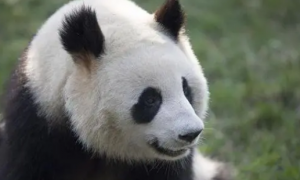 熊猫食物有哪些