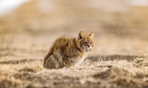荒漠猫猫最早是沙漠生活吗