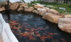 3米长2米宽的鱼池能养多少鱼