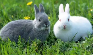 兔子的品种大全34个品种