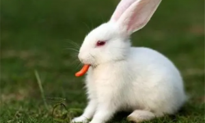 兔子的性格特点习性