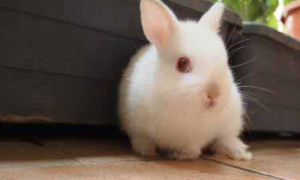 兔子耳朵一只垂一只立是什么原因