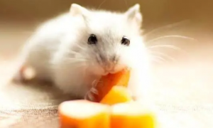 仓鼠可以吃油桃吗