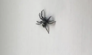 家里的大蜘蛛可以打吗