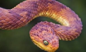 毒蛇是国家保护动物吗