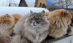俄罗斯带猫回国费用