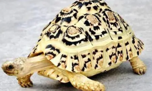 肯尼亚豹纹陆龟长多大