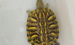 格兰德龟是深水龟还是浅水龟