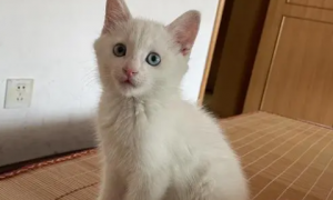 蓝眼白猫是土猫吗