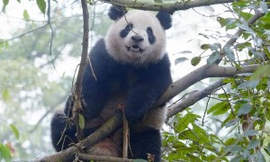 大熊猫春生被认养