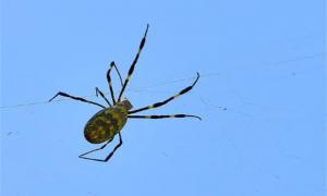 世界上最大的史前蜘蛛
