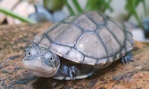 沼泽侧颈龟能和什么龟混养