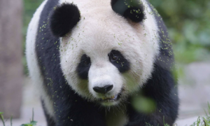 大熊猫的食物是什么