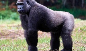 大猩猩的天敌是什么动物