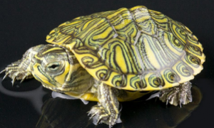 黄耳龟正确养法