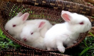 兔子生活习性